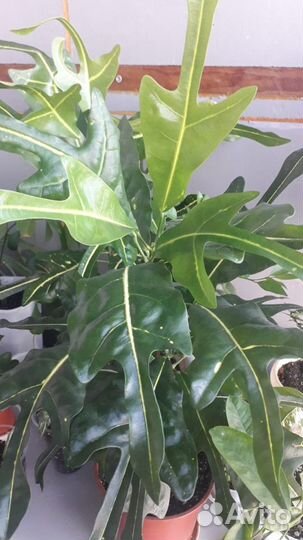 Кротон Тайской селекции - Т37-38