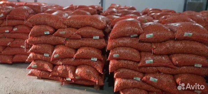 Продам лук-севок Штутгартер, Стурон