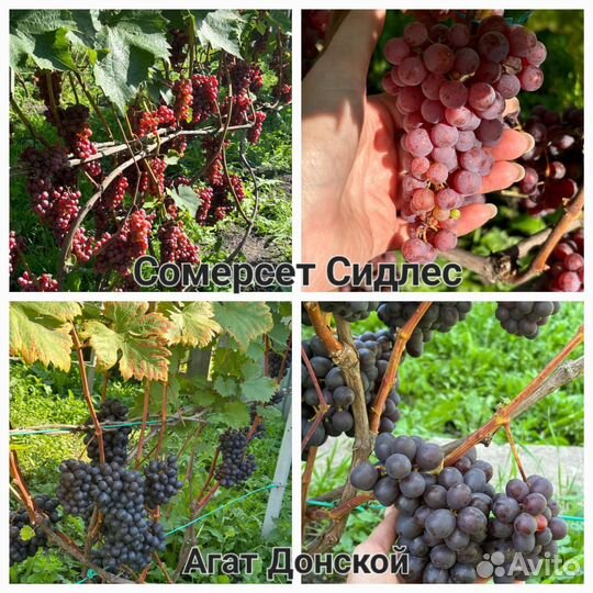 Черенки винограда