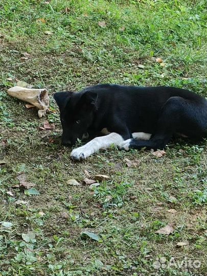 Щенки от бездомной собаки в дар