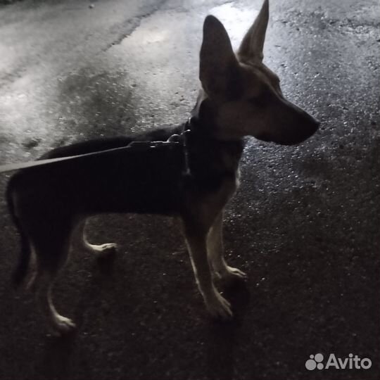 Отдам бесплатно