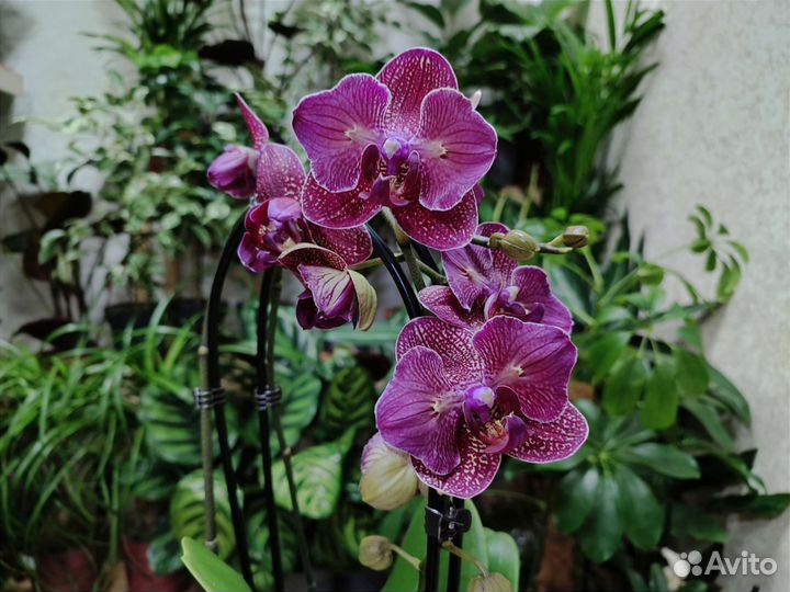 Орхидея Kimono бабочка/трилипс