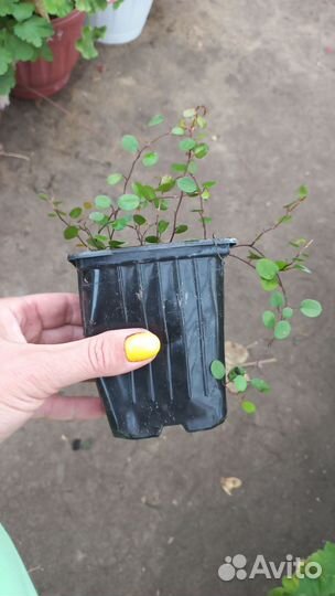 Комнатные растения цветы