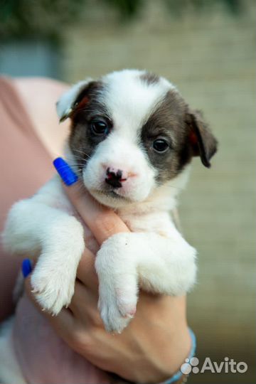 Щенки в добрые руки даром