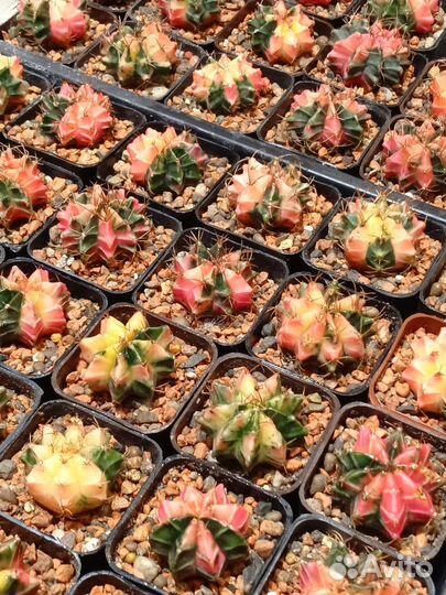 Гимнокалициумы вариегатные