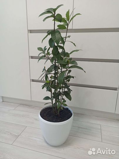 Комнатные растения, декоративно-лиственные