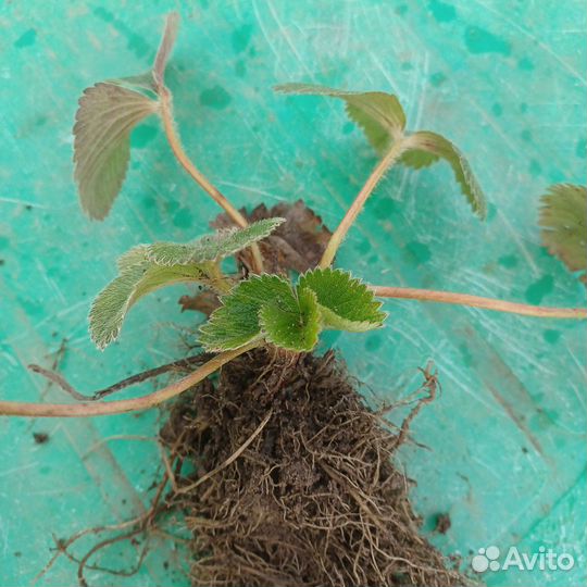 Рассада клубники