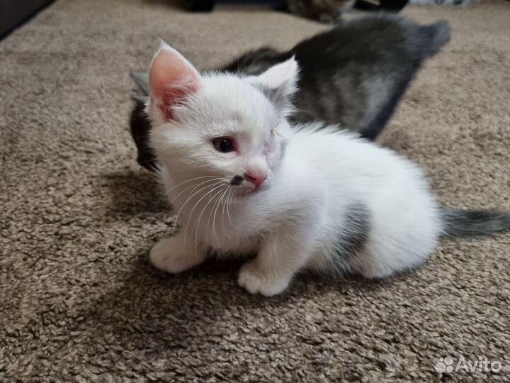 Два котёнка ищут дом