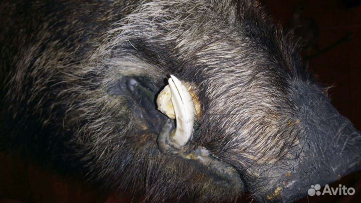 Чучело головы кабана