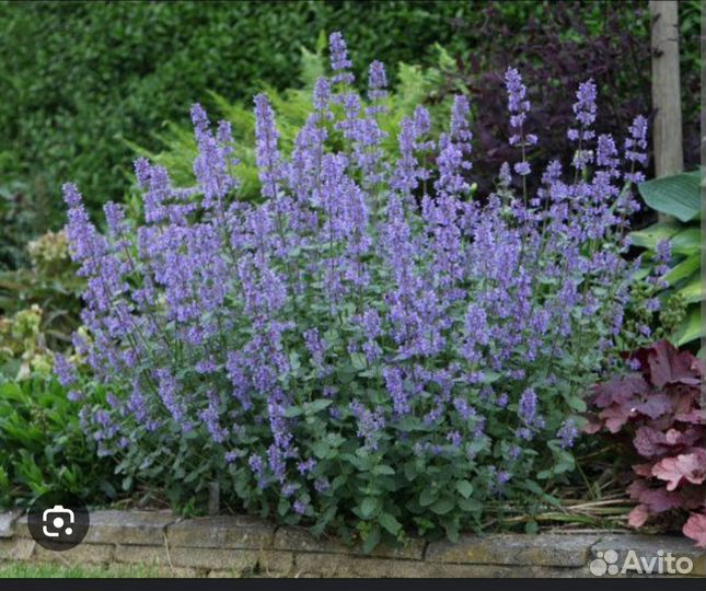 Котовник фассена, многолетник