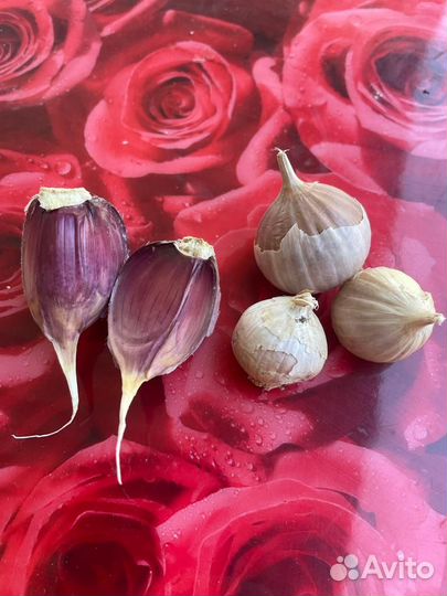 Чеснок озимый 2023 года