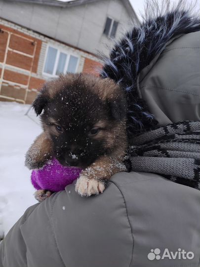 Собаки щенки немецкая овчарка