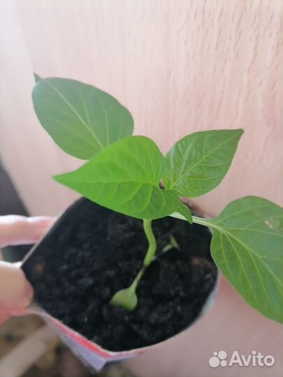 Рассада сладкого перца