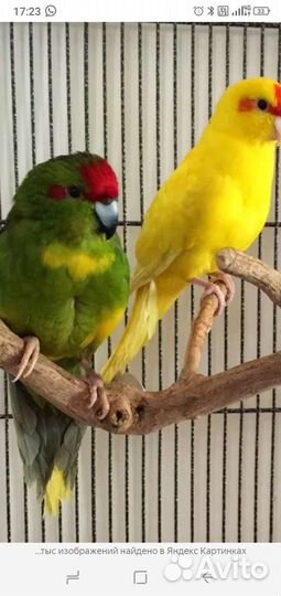 Попугаи неразлучник,какарики