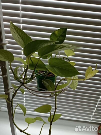 Комнатные растения