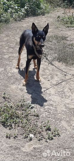 Австралийский Келпи пастушки