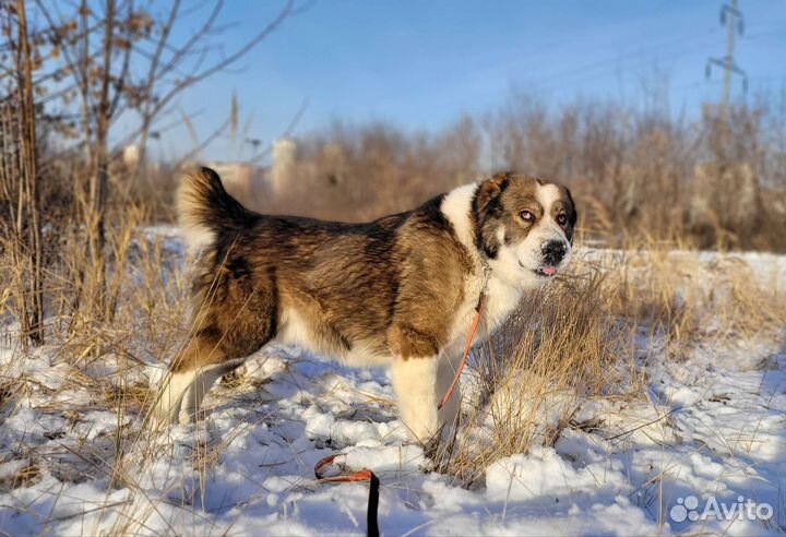 Гектор ищет любящих хозяев