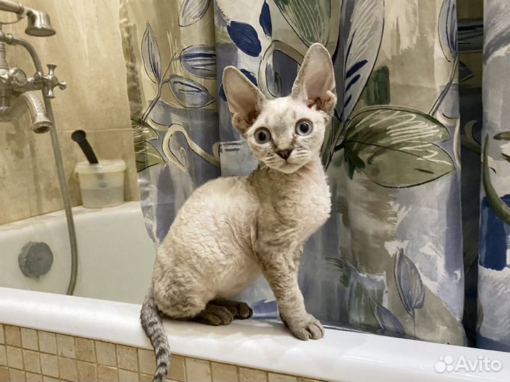 Девон-рекс голубоглазая Тея