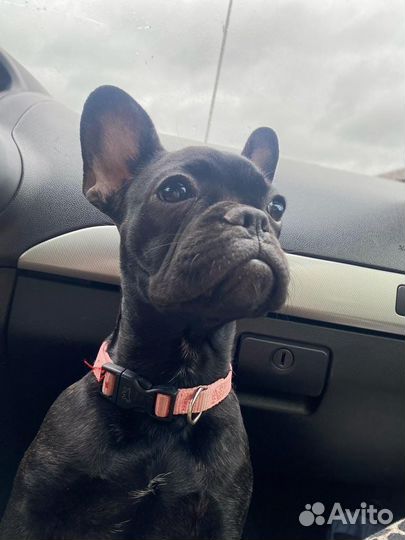 Французский бульдог девочка