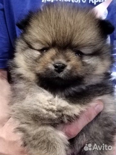 Щенки шпица