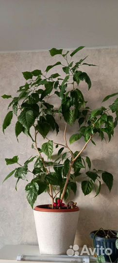 Роза Китайская (Гибискус)