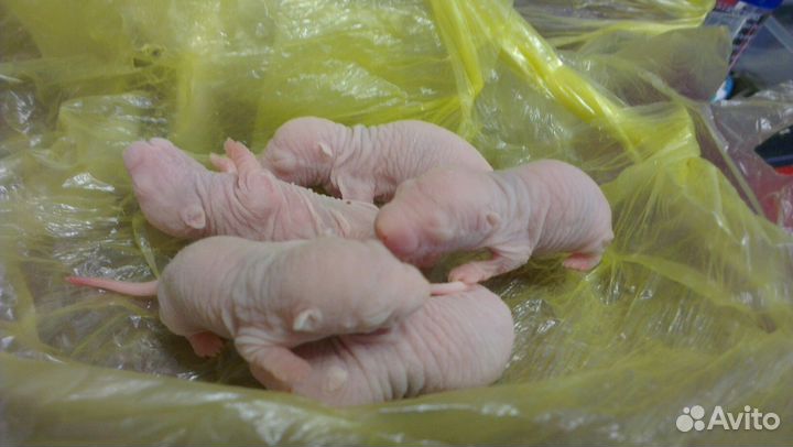 Крысы, мыши, мастомисы на корм