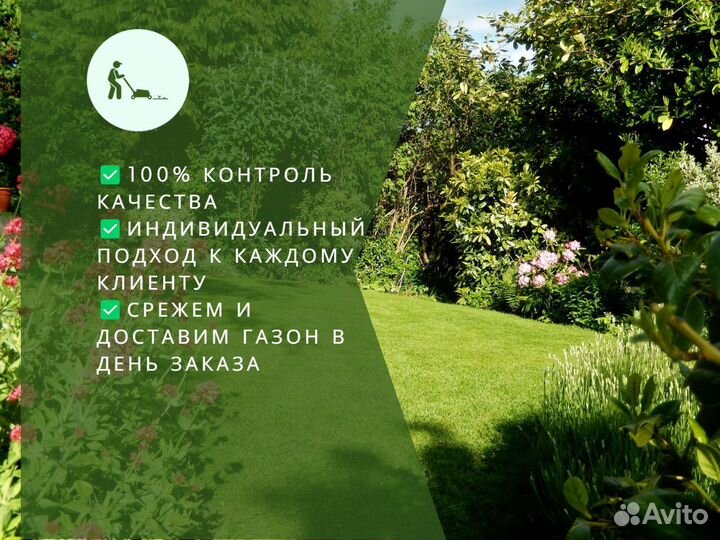 Рулонный газон мятлик