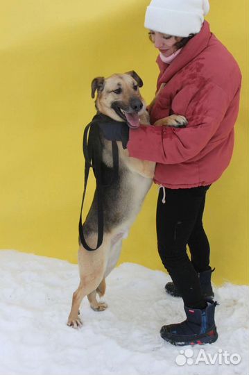 Собака в добрые руки