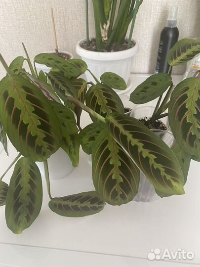 Комнатные растения