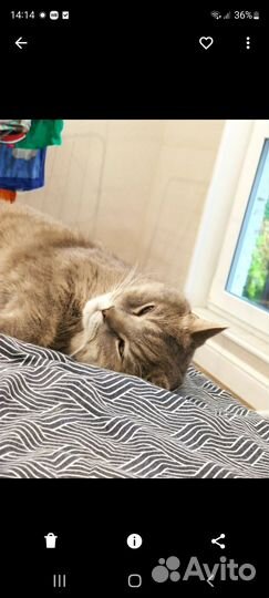 Кот британец бесплатно