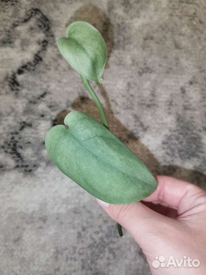 Сциндапсус и филодендрон