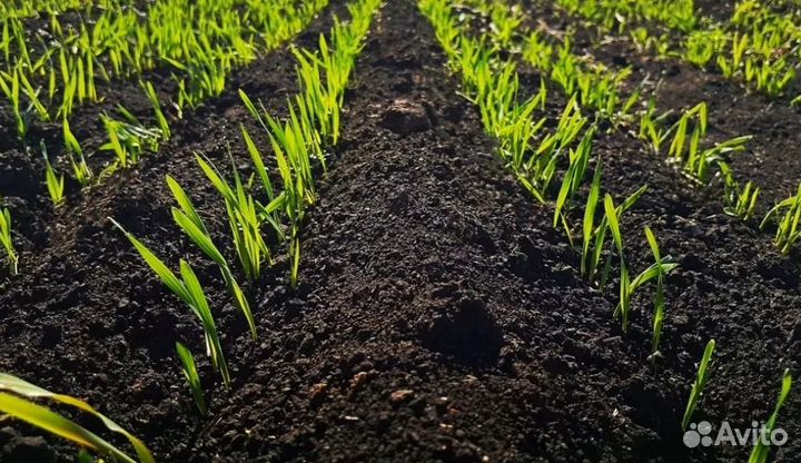 Чернозем (в мешках 25 л.)