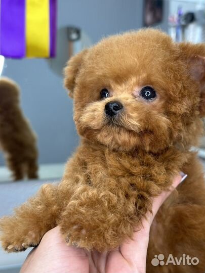 Стрижка собак и кошек