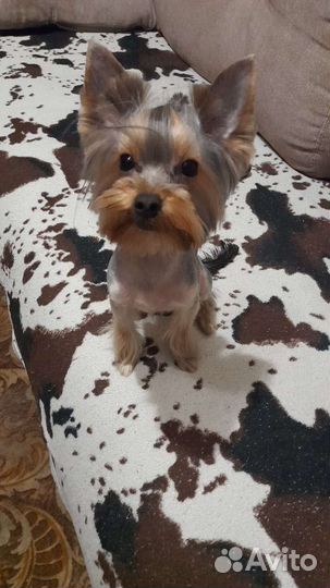 Йоркширский терьер мини девочка