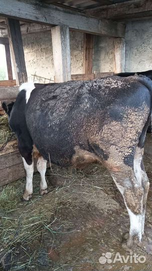 Продам Бычков и телята