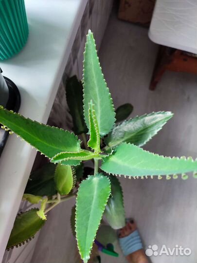 Каланхоэ Дегремона