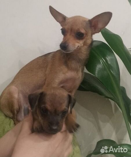 Мини той-терьер щенки