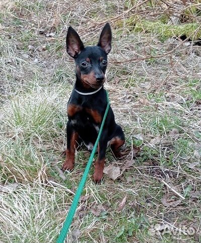 Цвергпинчер