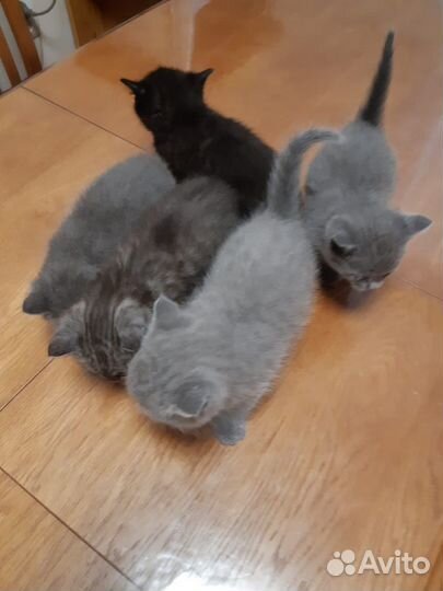 Котята домашние приучены к лотку