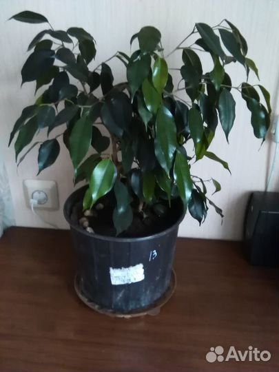 Фикус Бенджамина зеленый