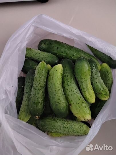 Огурцы свежие домашние