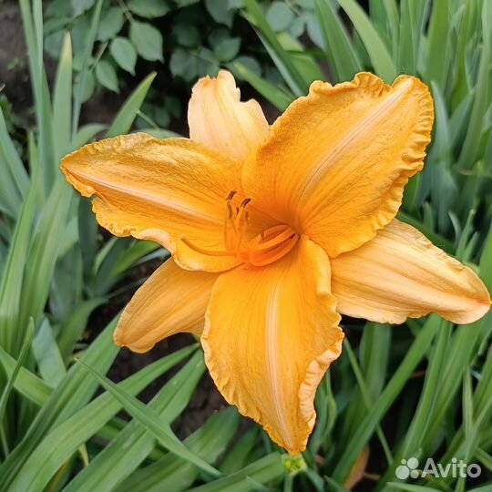 Лилейники сортовые