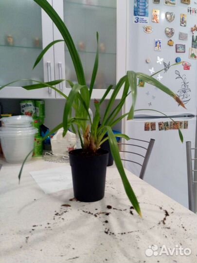 Орхидея цимбидиум