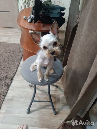 Йоркширский терьер мини беби фейс вязка