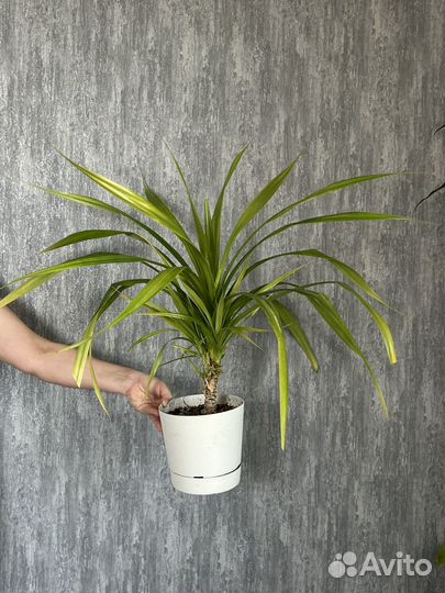 Комнатные растения цветы