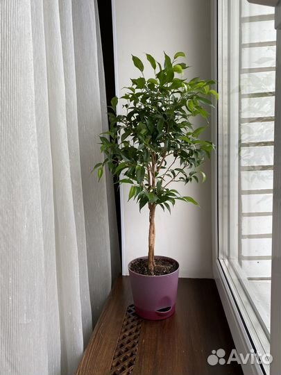 Фикус бенджамина Наташа