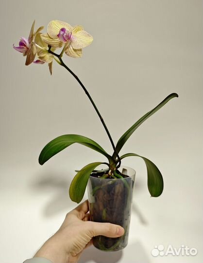 Орхидея фаленопсис