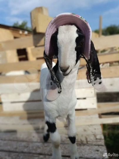 Дом 31 м² на участке 29 сот.