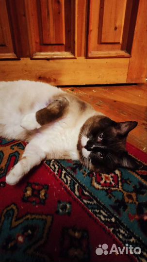 Котя ищет семью