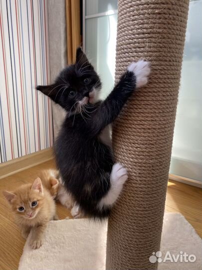 Котята в добрые руки бесплатно